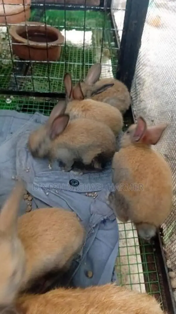 Baby Rabbits