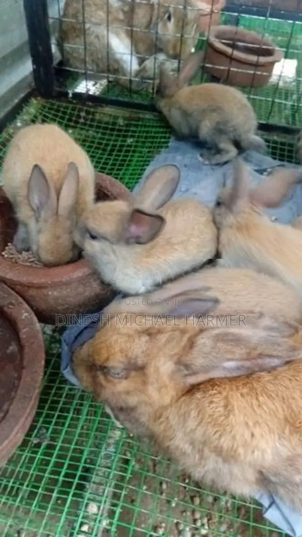 Baby Rabbits