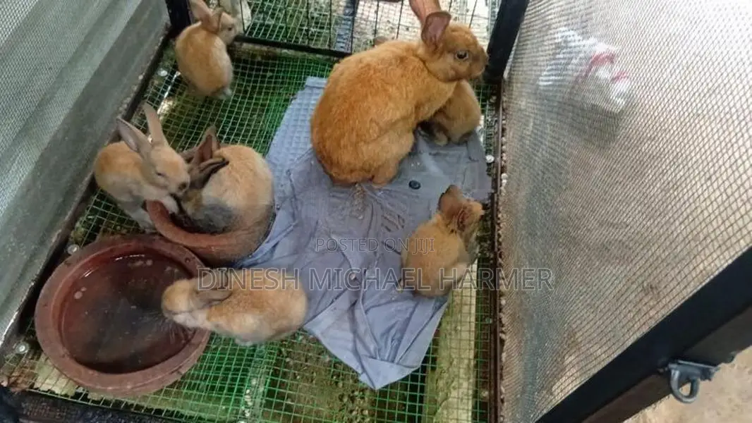 Baby Rabbits