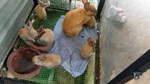 Baby Rabbits