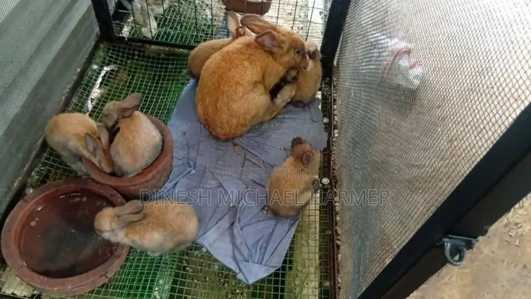 Baby Rabbits