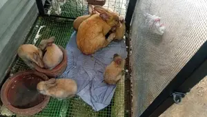 Baby Rabbits