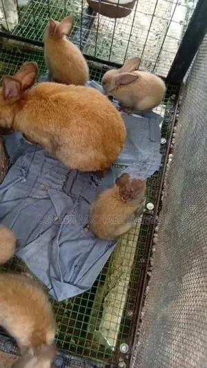 Baby Rabbits