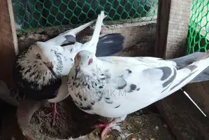 Pigeons