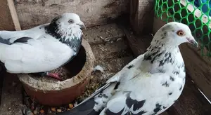 Pigeons