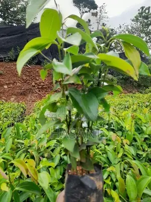 කුරුදු පැළ ( Cinnamon Plant )
