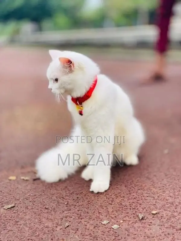 Persian Cat