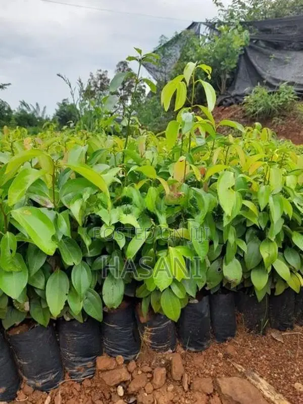 කුරුදු පැළ ( Cinnamon Plant )