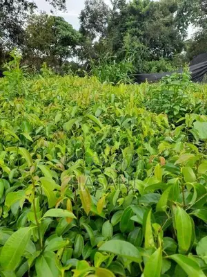 කුරුදු පැළ ( Cinnamon Plant )