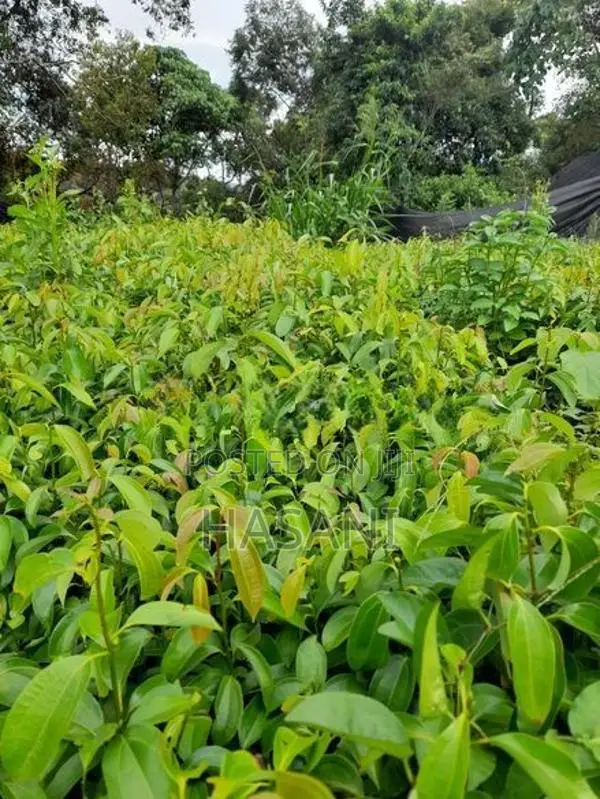 කුරුදු පැළ ( Cinnamon Plant )