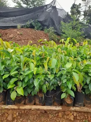 කුරුදු පැළ ( Cinnamon Plant )