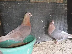 Pigeons