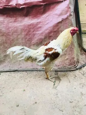 ගමි කුකුලන්