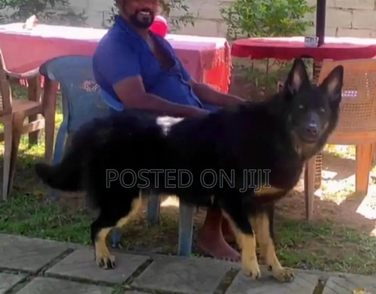Lion German Shepherd Puppies