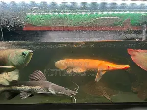 Hybrid Tsn Cat Fish