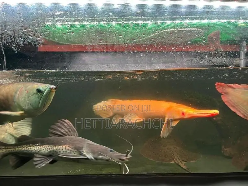 Hybrid Tsn Cat Fish