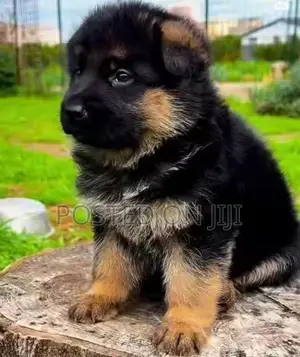 Lion German Shepherd Puppies