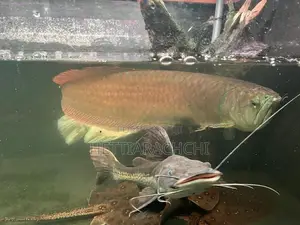 Hybrid Tsn Cat Fish