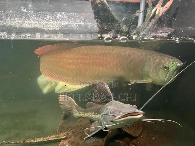 Hybrid Tsn Cat Fish