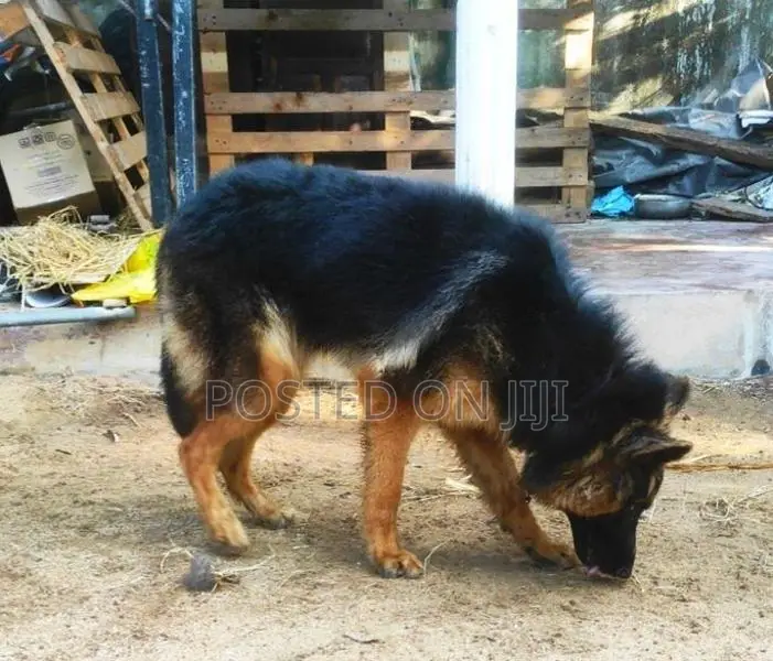 Lion German Shepherd Puppies