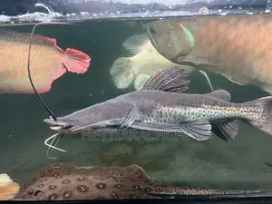 Hybrid Tsn Cat Fish