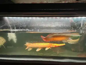 Hybrid Tsn Cat Fish