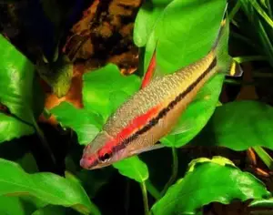 Denison Barb Fish