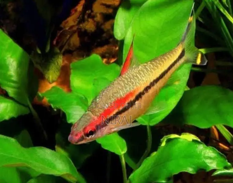 Denison Barb Fish