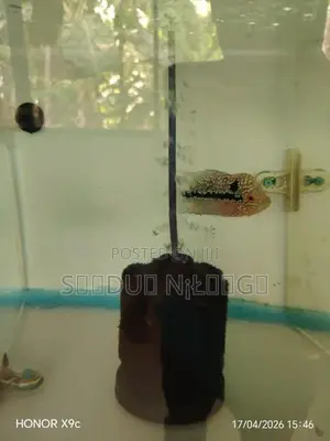 Flowerhone Fish