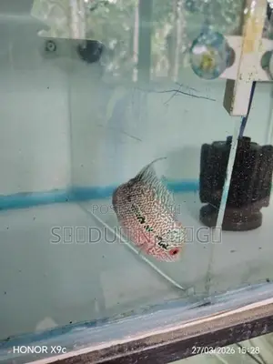 Flowerhone Fish