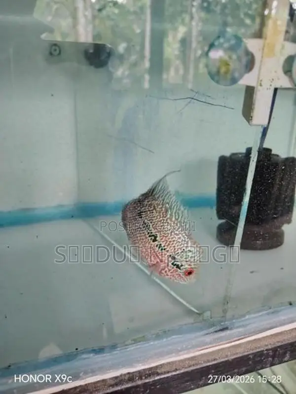 Flowerhone Fish