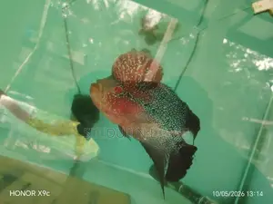 Flowerhone Fish