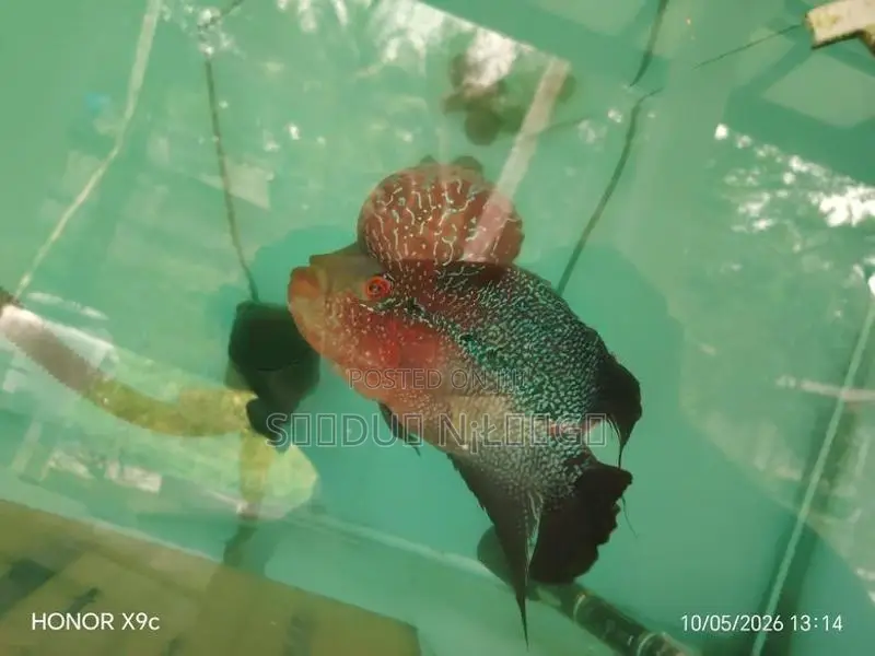 Flowerhone Fish