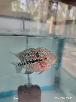 Flowerhone Fish