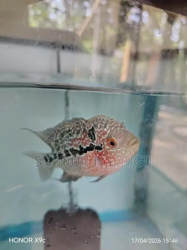 Flowerhone Fish