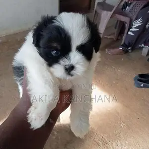 Sihtzu Dogs
