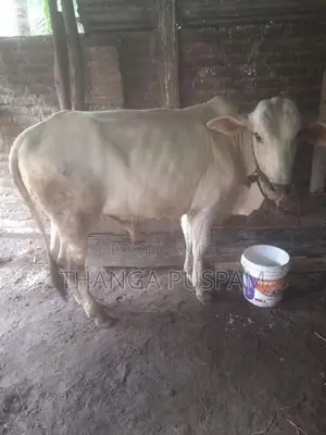 அரியானா நாம்பன்