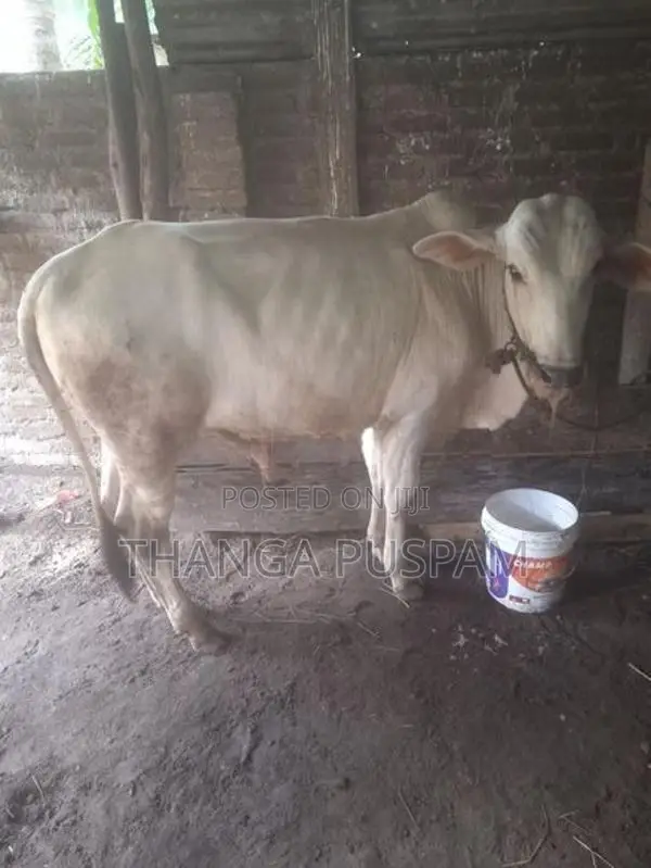 அரியானா நாம்பன்