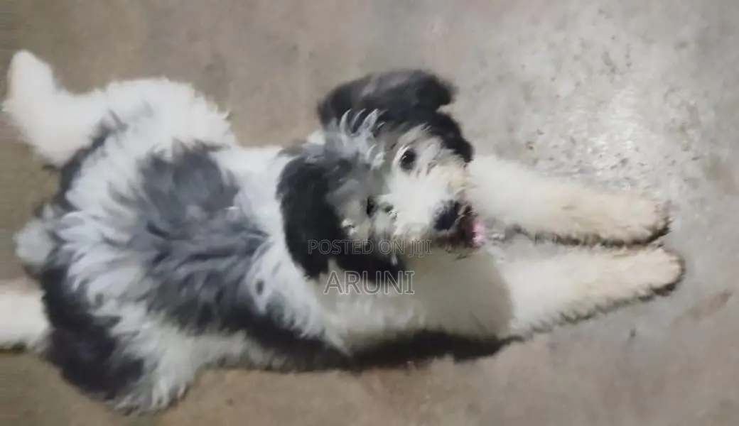Terrior Puppies