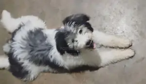 Terrior Puppies