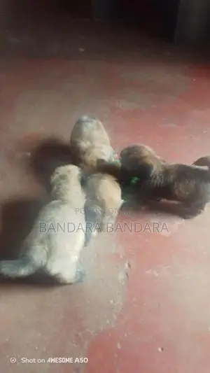 ෂිට්ෂූ පැටවුන්