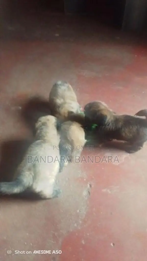 ෂිට්ෂූ පැටවුන්