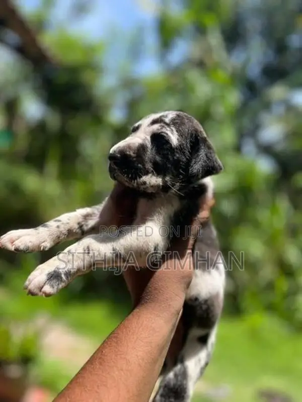 Great Dane Puppies