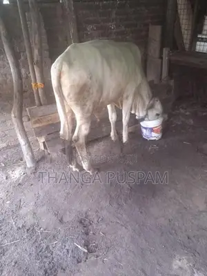 அரியானா நாம்பன்