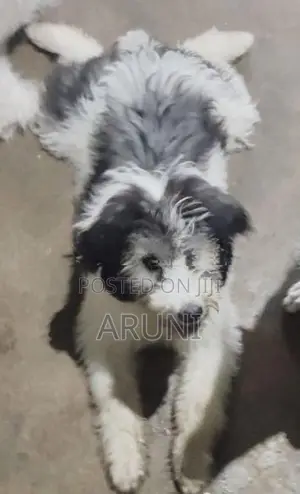Terrior Puppies