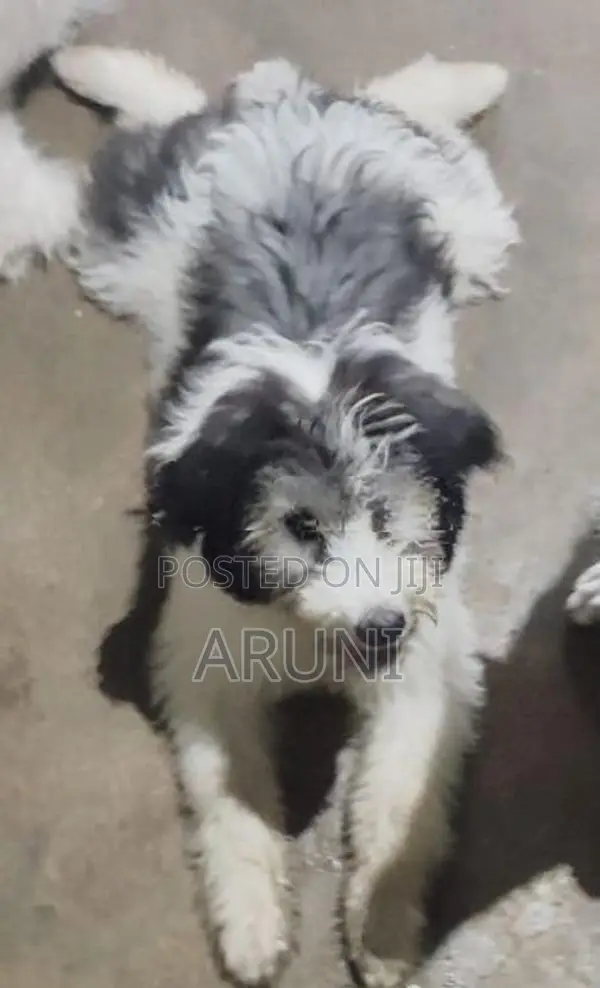 Terrior Puppies