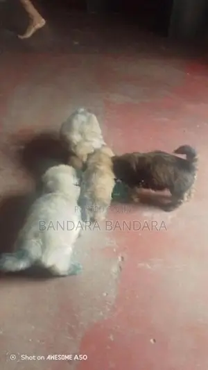 ෂිට්ෂූ පැටවුන්