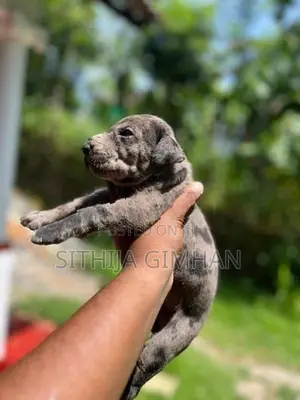 Great Dane Puppies