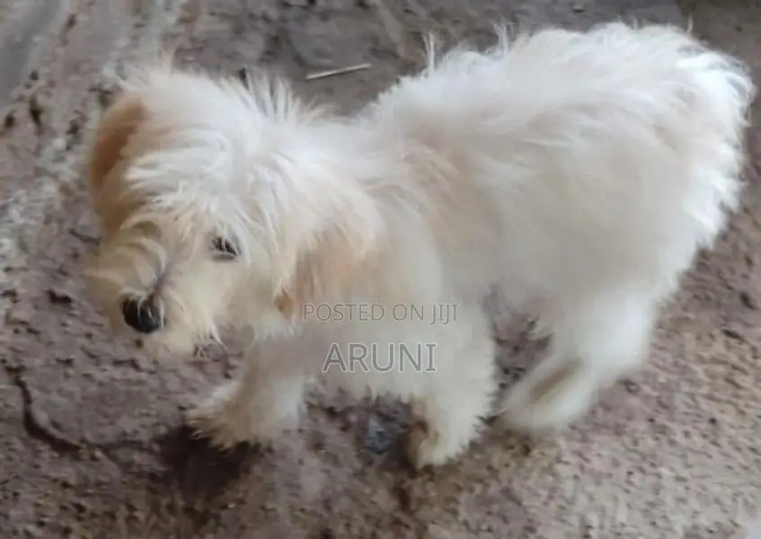 Terrior Puppies