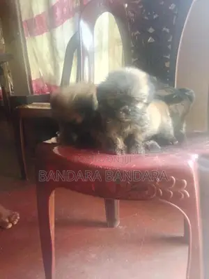 ෂිට්ෂූ පැටවුන්